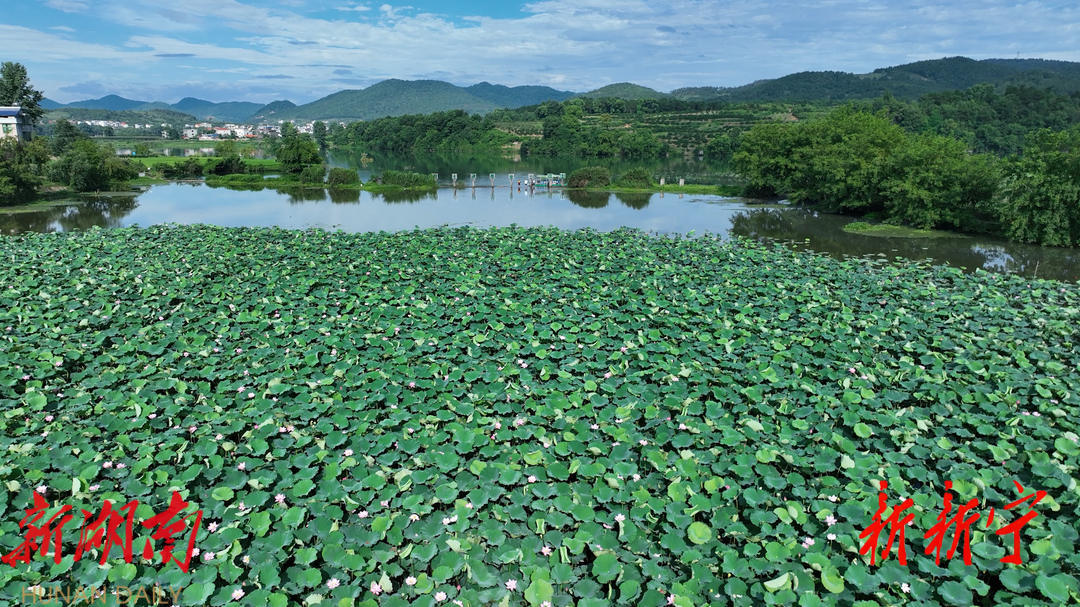 新宁县湘塘村:荷香溢满夏 酷暑好避处_邵阳头条网